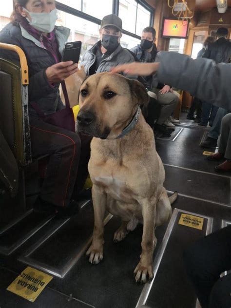 İ­s­t­a­n­b­u­l­­u­ ­t­u­r­l­a­y­a­n­ ­k­ö­p­e­k­ ­B­o­j­i­­y­i­ ­Ö­m­e­r­ ­K­o­ç­ ­s­a­h­i­p­l­e­n­d­i­